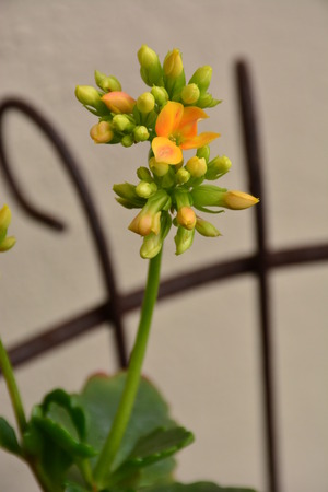 golden-yellow succulent flowers and budsの写真素材