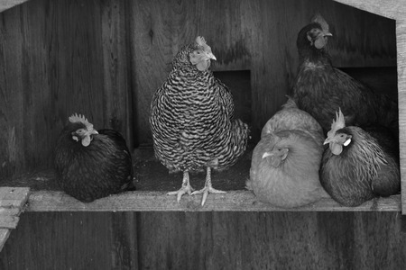 chickens in a coopの写真素材