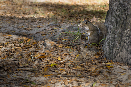 The squirrel autumn day in the US National Parksの写真素材
