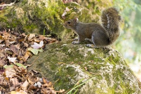 The squirrel autumn day in the US National Parksの写真素材