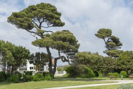 Pine trees in the park, spring, Franceの写真素材