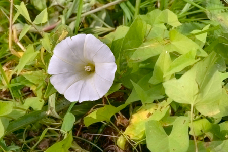 White Calystegia also called Bindweed, False Bindweed, Morning Glory, under the summer sunの写真素材