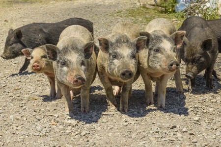 pigs in the barnyard in the villageの写真素材