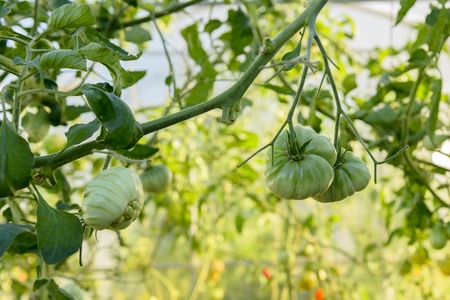 Tomato plant with fresh green tomatoes in a greenhouseの写真素材