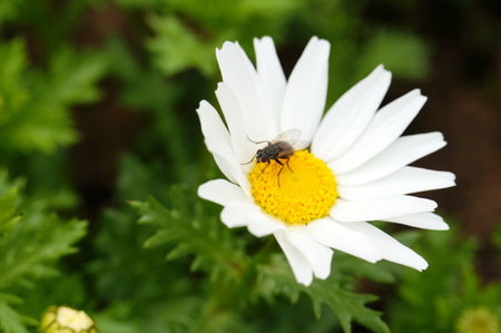 White daisy among green leaves with fly on its pollenのeditorial素材