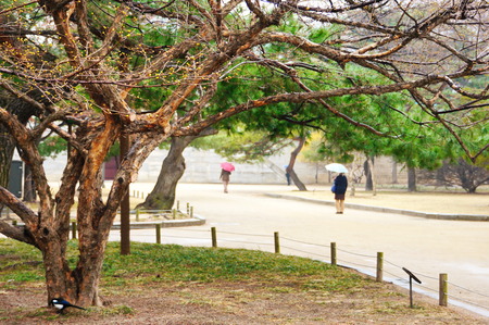 Big tree in a park at Kyungbok palace, Seoul, South Koreaのeditorial素材