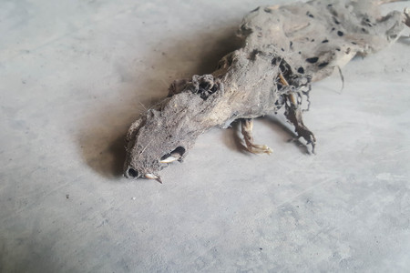 dead rat with rotten skin on floor backgroundの写真素材