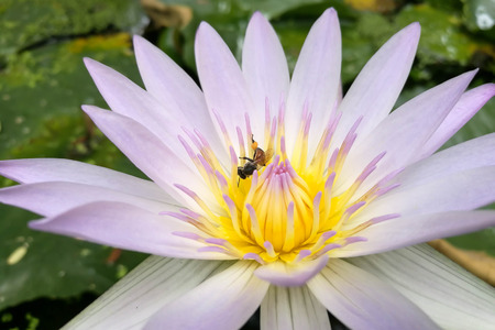 Lotus in Purple and One bee on pollenの写真素材