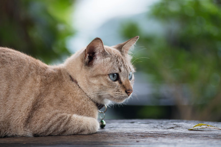 Cat with beautiful eyes on the wood tableの写真素材