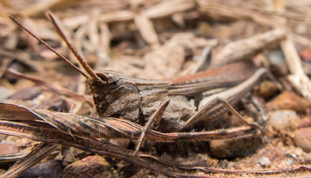 Left side of brown grasshopper with the same brown tone background focusing at the eyes and headの写真素材