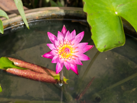 Pink lotus with water background shallow depth of fieldの写真素材