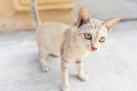 Lovely brown kittenの写真素材