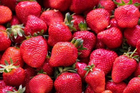 Strawberry in various sizes, red color background in freshness.の写真素材