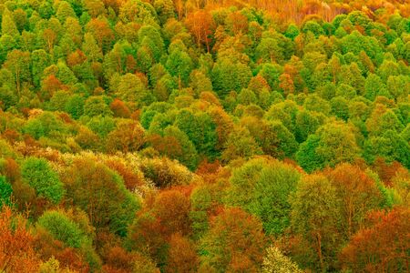 The mountains tree in autumn. colorful trees closeup background. の写真素材