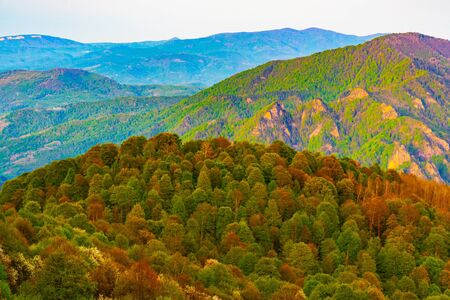 The mountains tree in autumn. Caucasus mountains and pines with sky space background. の写真素材