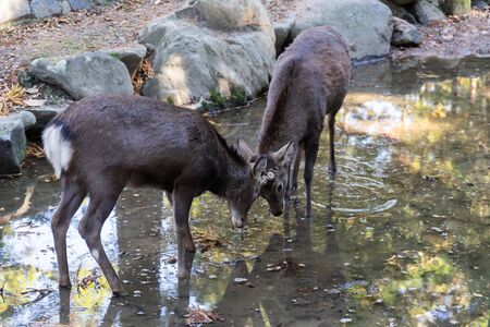Nara deers in the stream at Nara Park - Nara, Japan.の写真素材