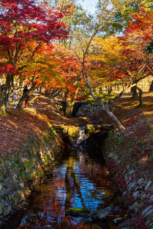 Colorful tree along the stream in Autumn season at Nara Park, Japan.の写真素材