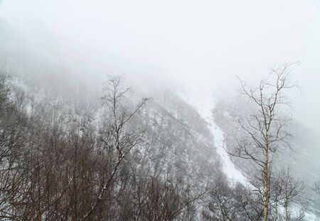 Misty cloud forest in winter seasonの写真素材