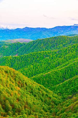 The mountains tree in autumn. Caucasus mountains and pines with sky space background. の写真素材
