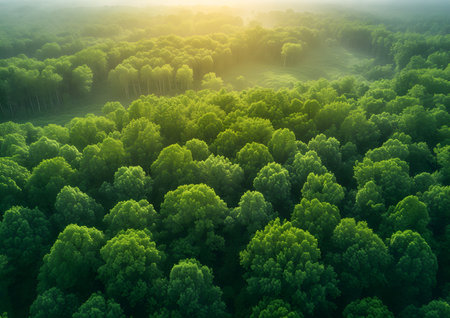 Greenery forest from top-view, ESG concept, Environmental Social and Governance, new global sustainability strategy for every corporates in a modern growth business.の素材