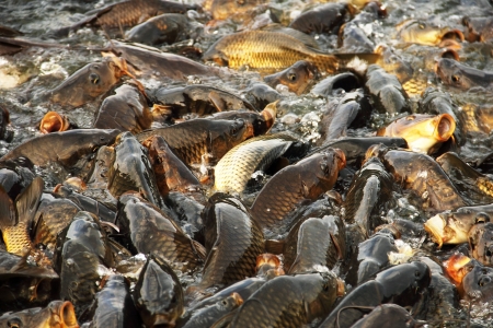 Carps in the Sacred Lake of Rewalsarの写真素材