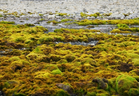 Green moss growing at Spitsbergen  Svalbard 
