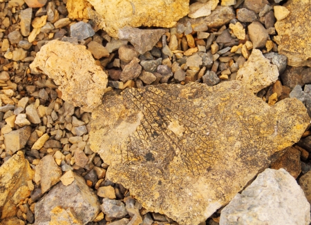 Petrified leaf, Paleontology background from Spitsbergen rocks  の写真素材