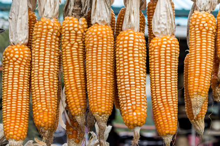 group of corn hanged on barの写真素材