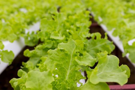 hydroponic lettuce in a farm at Khao kor district phetchabun provinceの写真素材