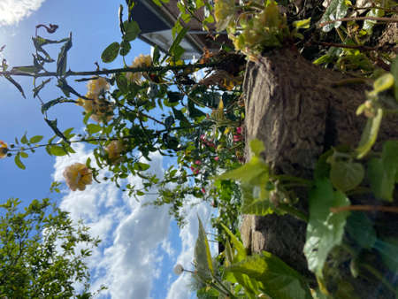 In the heart of natureの写真素材