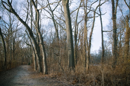 A path through the woods in the winter