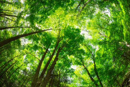 Beautiful canopy of leaves on tall treesの写真素材