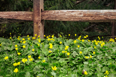 pretty yellow flowers and old wood fenceの写真素材