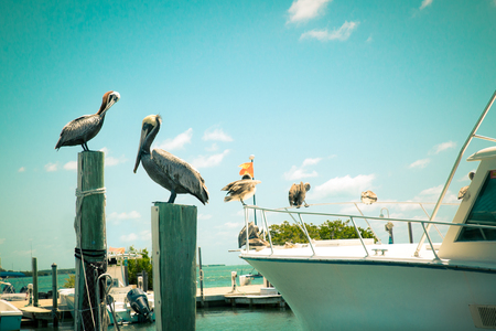 Toned nautical scene with pelicans on wooden post at pier with boat in the backgroundの写真素材