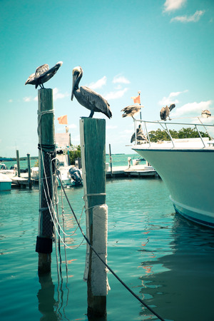 Toned nautical scene with pelicans on wooden post at pier with boat in the backgroundの写真素材