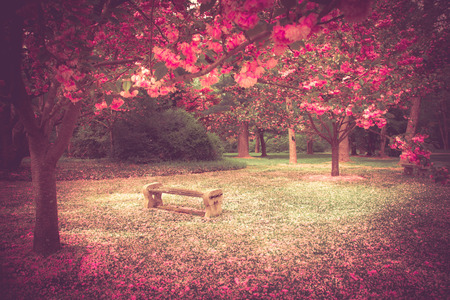 Beautiful garden bench surrounded by pink flowering cherry blossoms and petals at springtime.の写真素材