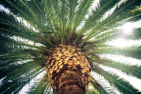 Tropical palm tree with vintage tone