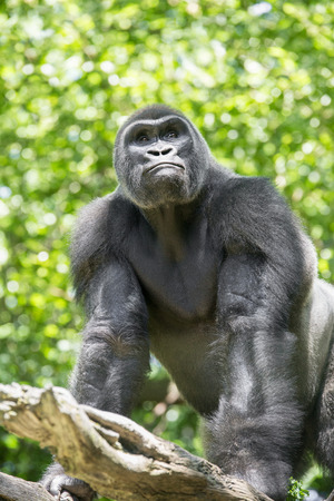 Typical Western Lowland Gorilla among the trees