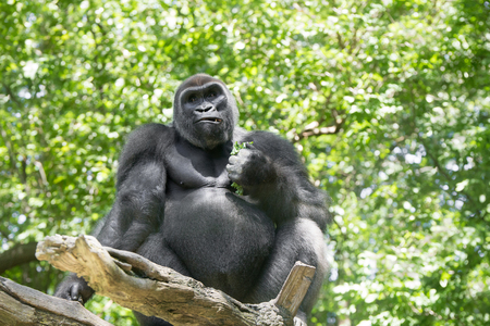 Typical Western Lowland Gorilla among the treesの写真素材