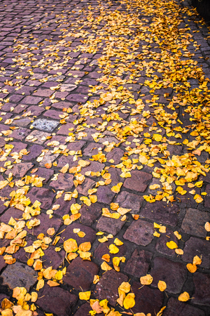 Yellow fallen autumn leaves on brick groundの写真素材