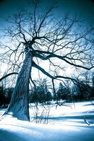 Beautiful bare branches winter tree on snowy dayの写真素材