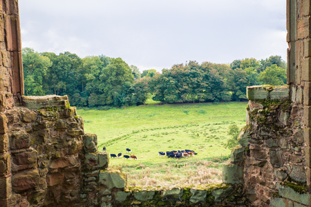 Cows graze in the countryside seen through ancient medieval walled structureの写真素材