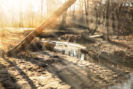 Natural forest park with rays of golden sunlight through winter treesの写真素材