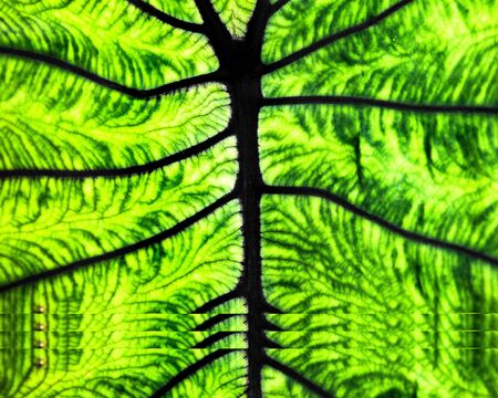 Detailed close-up of giant elephant ear plant leave