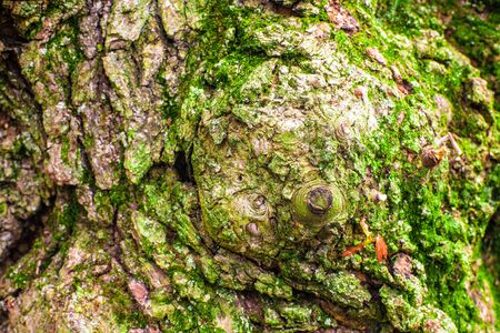 Close-up details of bark on tree trunk with bumps and burlsの写真素材