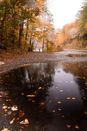 Autumn scene with fallen leaves and puddle on fall day