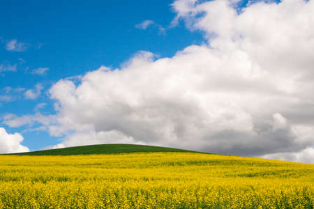 Farm landscape of yellow flowers in fields rape seed and canola seed and hills from the Palouse in Washington Stateの写真素材