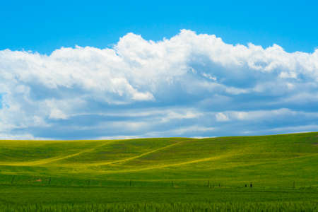 Idyllic rural landscape with farm wheat fields and blue sky seen from the Palouse in Washington...