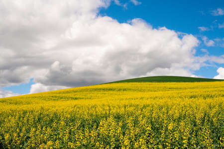 Farm landscape of yellow flowers in fields rape seed and canola seed and hills from the Palouse in Washington Stateの写真素材