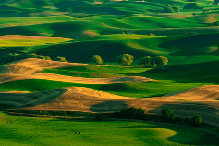 View from the Palouse, Washington State with rolling green wheat agricultural farm fields